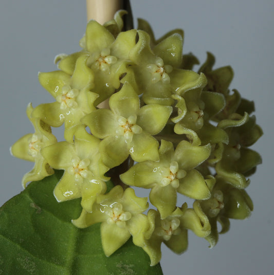 Hoya sp. Kalimantan (SLM-04)