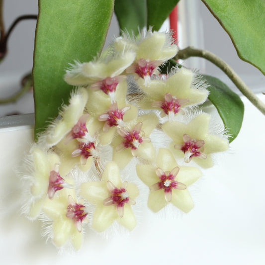 Hoya soidaoensis (SR2010-051, Thailand)