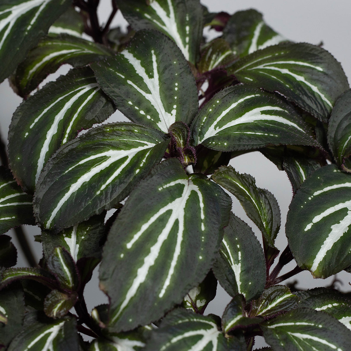 Sonerila sp. (Flourescent Three Stripes)