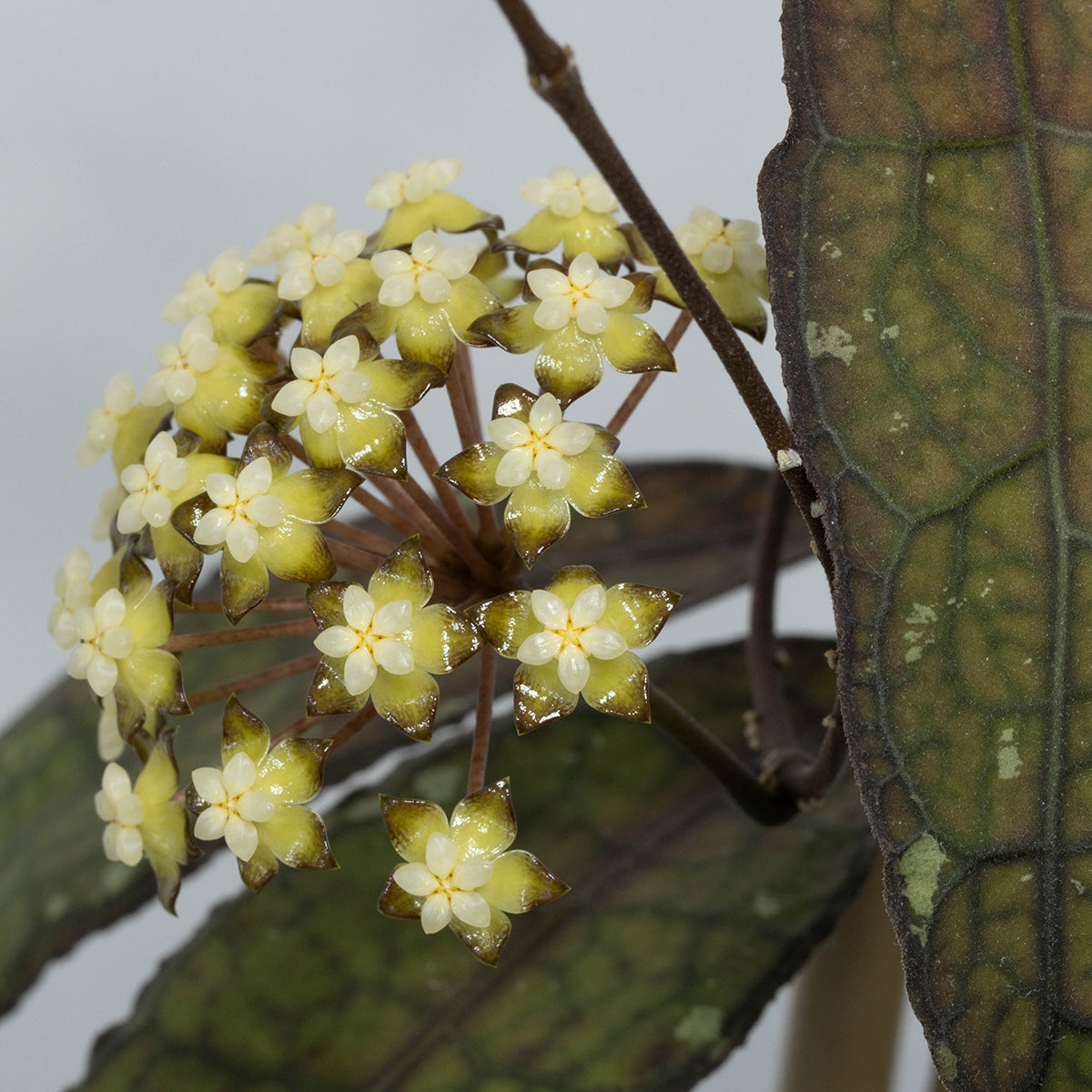 Hoya sp. aff. clemensiorum (Aceh)