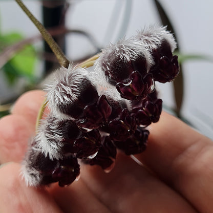 Hoya sulawesiana (dark corona)