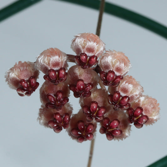 Hoya sp. Sulawesi (nr 1)