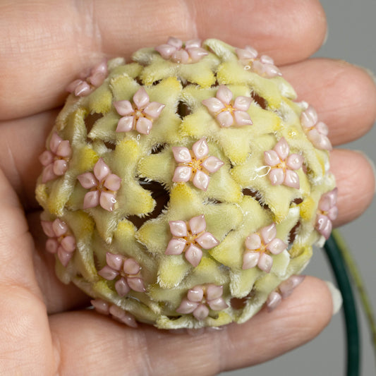 Hoya ischnopus (Sulawesi nr 2)