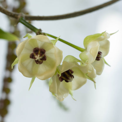 Hoya surisana