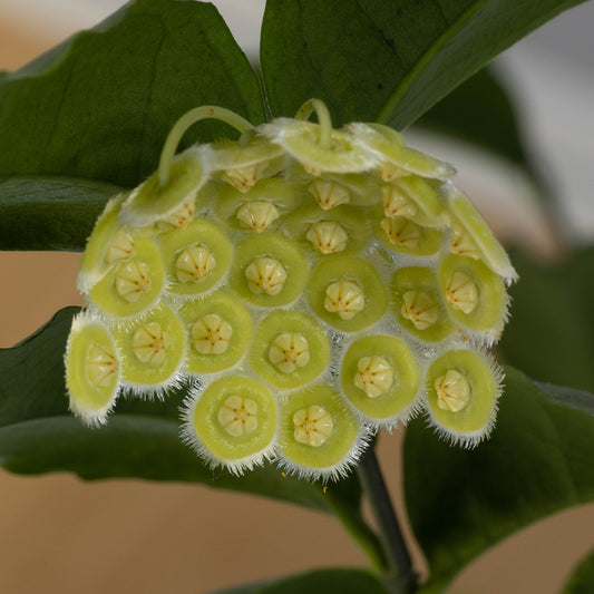 Hoya sp. Tanggamus (green flower)