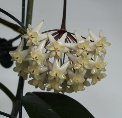 Hoya thuathienhuensis