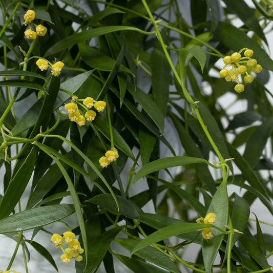 Hoya tsangii (Filippinerna)