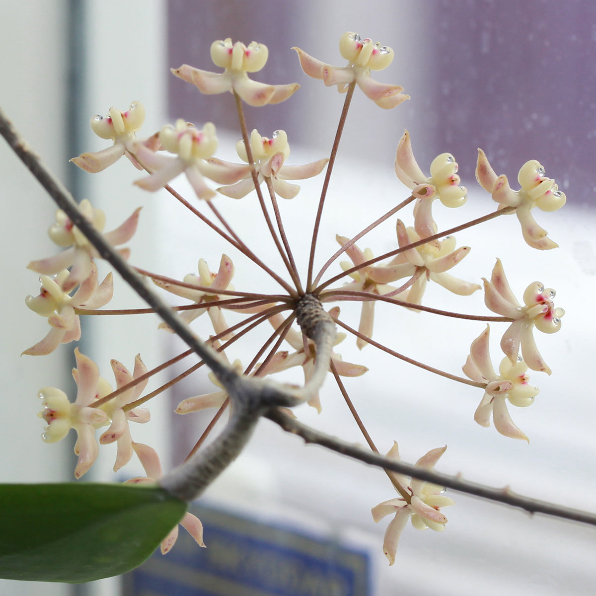 Hoya uncinata