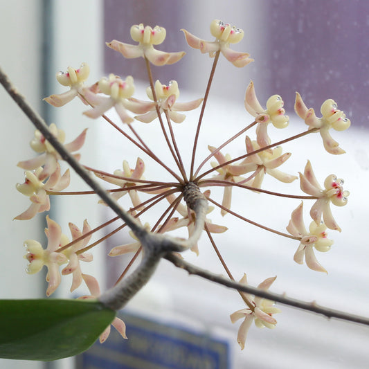 Hoya uncinata