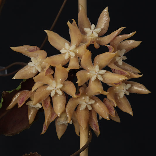 Hoya undulata