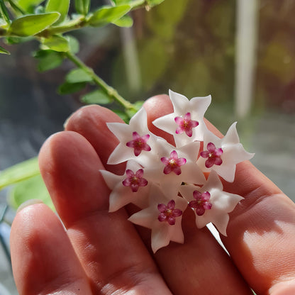 Hoya vaccinioides