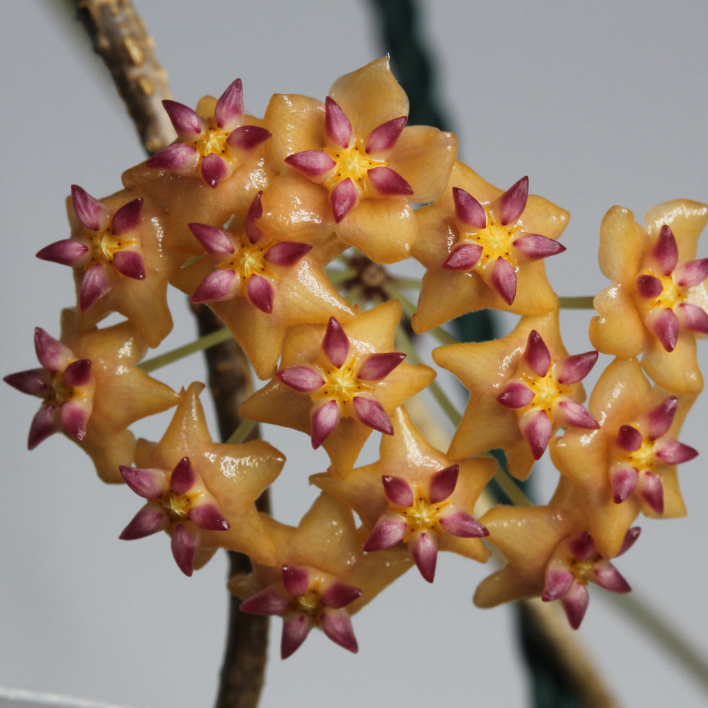 Hoya blashernaezii ssp. valmayoriana (Philippines, IML-0831)