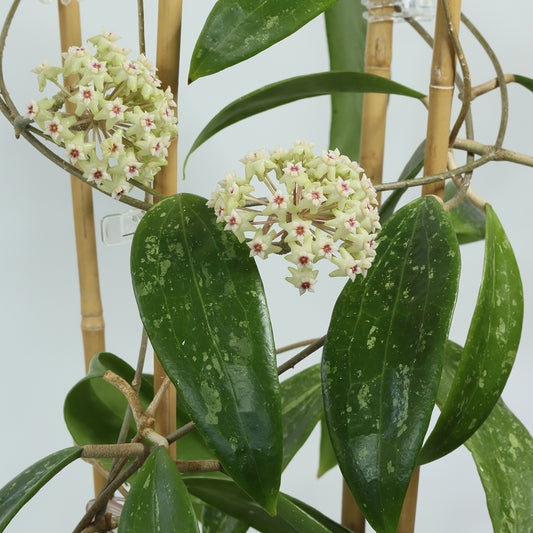 Hoya verticillata var. verticillata