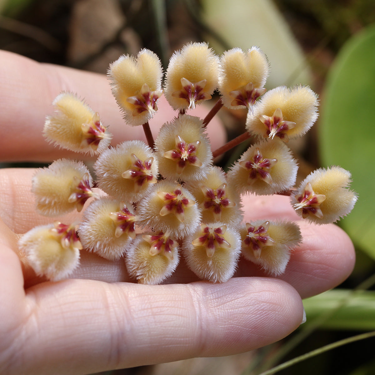 Hoya imbricata (red corona)