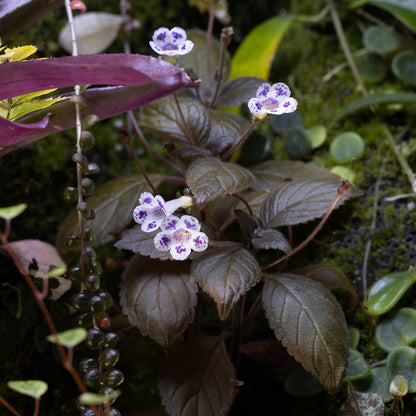 Diastema vexans