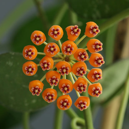 Hoya waymaniae