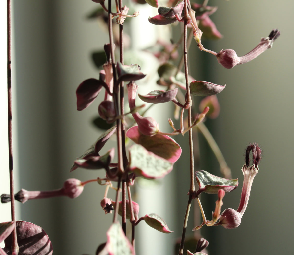 Ceropegia woodii (variegerad)