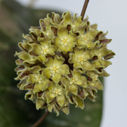 Hoya sp. aff. lambii (Borneo)