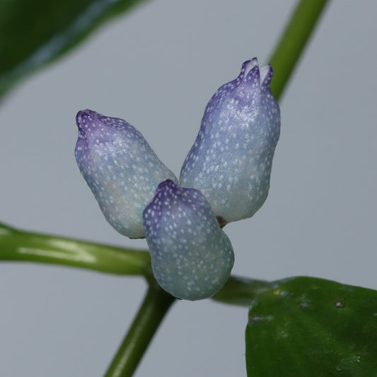 Dischidia sp. Blue Flower