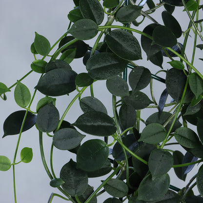 Hoya lithophytica (PES01, Umpang)