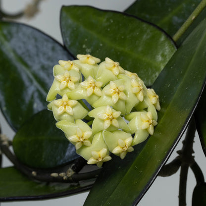 Hoya 'Lime Sherbet'