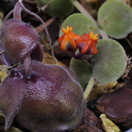 Dischidia astephana