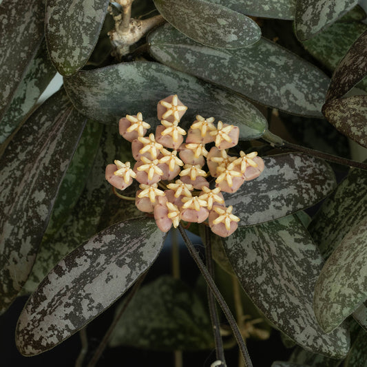 Hoya sigillatis ssp. sigillatis (Borneo)