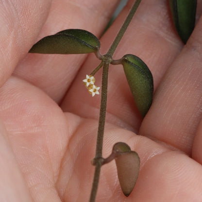 Dischidia tomentella